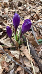 Crocus vernus