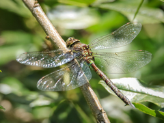 Rhionaeschna marchali