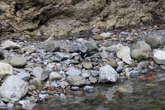 Enicurus leschenaulti