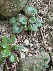 Ligularia japonica