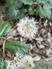 Ligularia japonica