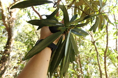 Rhododendron formosanum