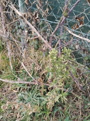 Erigeron sumatrensis