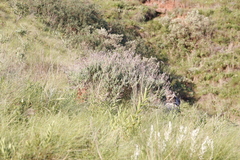Syncolostemon