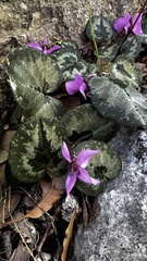 Cyclamen coum