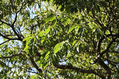 Elaeocarpus japonicus