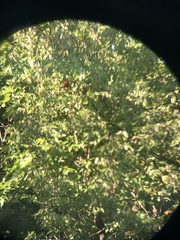 Piranga rubra