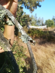 Parmotrema hypoleucinum