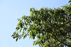 Elaeocarpus japonicus