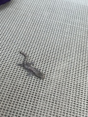 Lepidodactylus lugubris