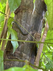 Chrysopelea