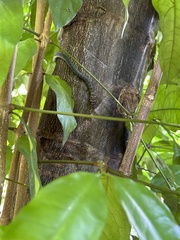 Chrysopelea