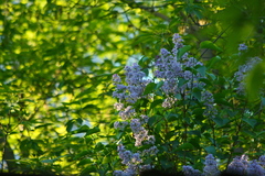 Syringa vulgaris