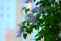 Syringa vulgaris