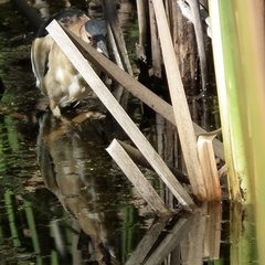 Ixobrychus minutus payesii