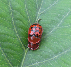 Conchyloctenia punctata