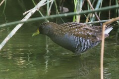 Porzana fluminea