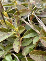 Rhododendron hirsutum