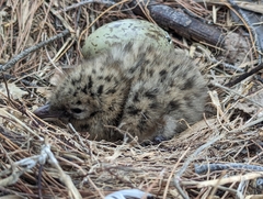 Chroicocephalus novaehollandiae