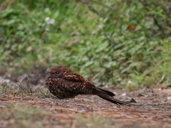 Uropsalis segmentata