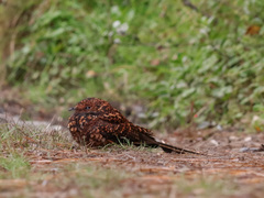 Uropsalis segmentata