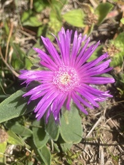 Delosperma ashtonii