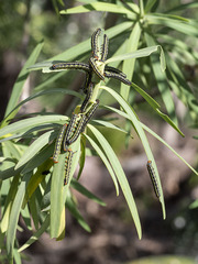 Hyles tithymali tithymali