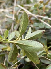 Rhododendron hirsutum