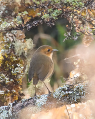 Grallaria quitensis