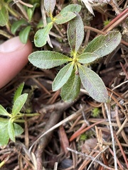 Rhododendron hirsutum