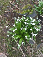 Galanthus woronowii