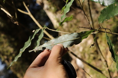 Quercus stenophylloides