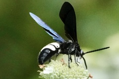 Scolia bicincta