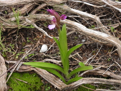 Anacamptis papilionacea