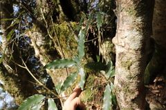 Quercus stenophylloides