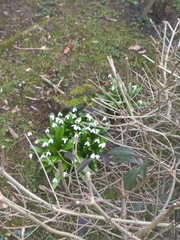Galanthus woronowii