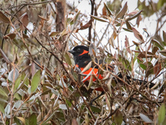 Anisognathus igniventris