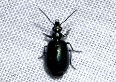 Lebia