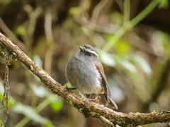 Silvicultrix frontalis