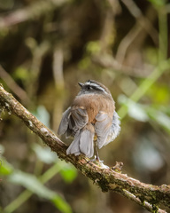 Silvicultrix frontalis