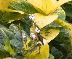 Orthorhyncus cristatus