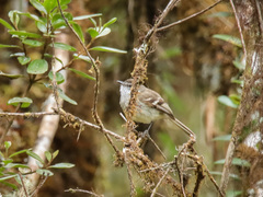 Mecocerculus leucophrys