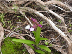 Anacamptis papilionacea
