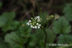 Capsella bursa-pastoris