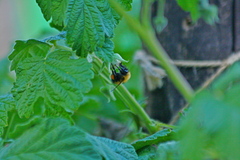Bombus hypnorum