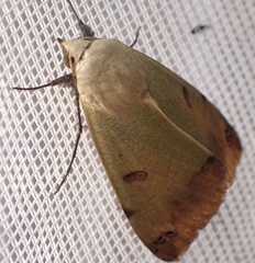 Ophiusa tirhaca