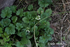 Capsella bursa-pastoris