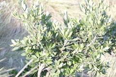 Morella pilulifera