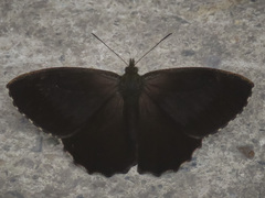 Panyapedaliodes