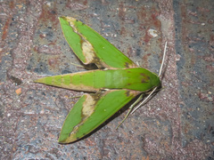 Xylophanes chiron